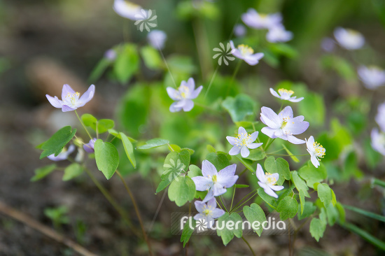 Anemonella thalictroides 'Babe' - Pink-flowered rue anemone (111751)