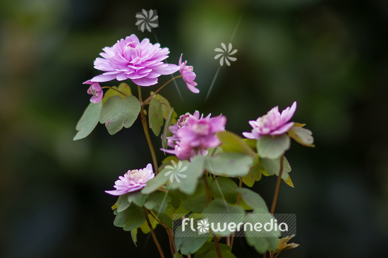 Anemonella thalictroides f. rosea 'Oscar Schoaf' - Double-flowered rue anemone (105265)