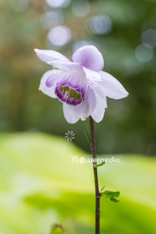Anemonopsis macrophylla - False anemone (105909)