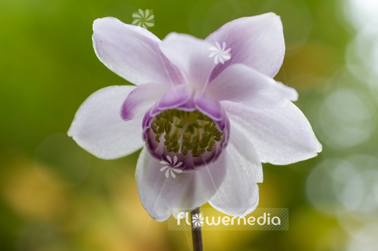 Anemonopsis macrophylla - False anemone (105910)