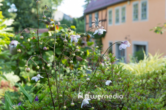 Anemonopsis macrophylla - False anemone (105914)