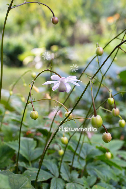 Anemonopsis macrophylla - False anemone (112178)