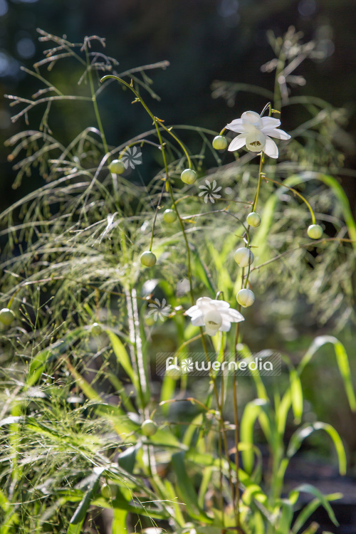 Anemonopsis macrophylla f. albiflora 'White Swan' - White-flowered false anemone (105902)