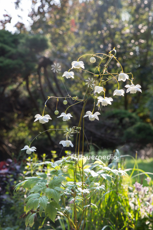 Anemonopsis macrophylla f. albiflora 'White Swan' - White-flowered false anemone (105920)