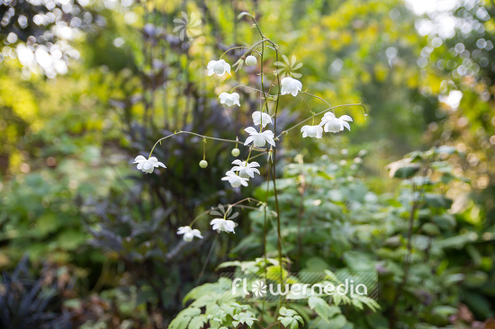 Anemonopsis macrophylla f. albiflora 'White Swan' - White-flowered false anemone (105921)