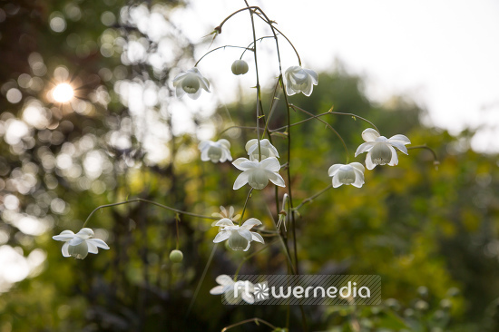 Anemonopsis macrophylla f. albiflora 'White Swan' - White-flowered false anemone (105923)