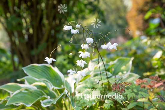 Anemonopsis macrophylla f. albiflora 'White Swan' - White-flowered false anemone (105924)