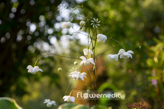 Anemonopsis macrophylla f. albiflora 'White Swan' - White-flowered false anemone (105925)