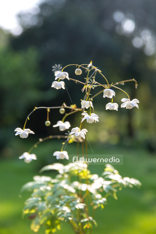 Anemonopsis macrophylla f. albiflora 'White Swan' - White-flowered false anemone (105927)