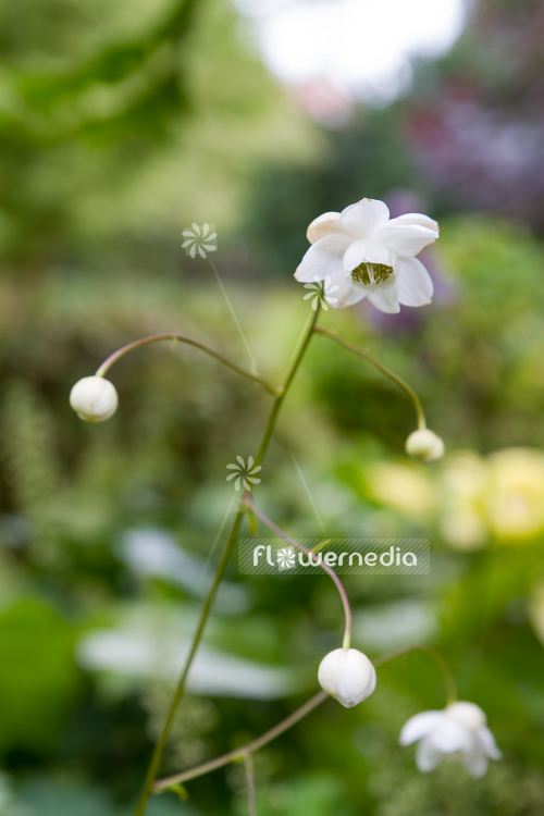 Anemonopsis macrophylla f. albiflora 'White Swan' - White-flowered false anemone (105928)
