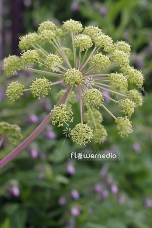 Angelica archangelica - Garden angelica (105267)