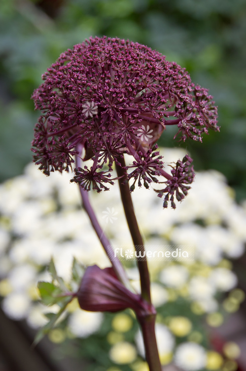 Angelica gigas - Purple angelica (100261)