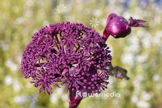 Angelica gigas - Purple angelica (100262)
