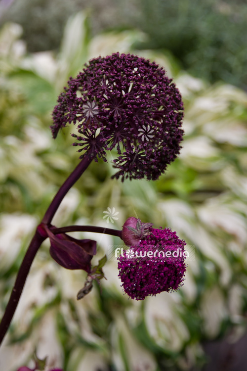 Angelica gigas - Purple angelica (102461)