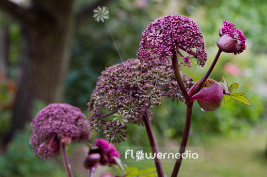 Angelica gigas - Purple angelica (102467)