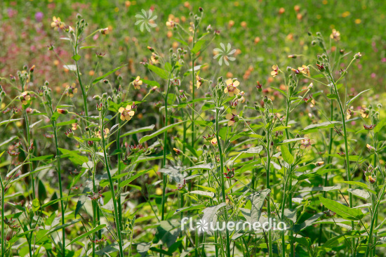 Anoda wrightii - Anoda (112242)