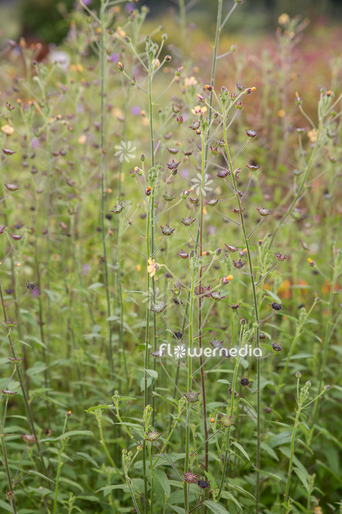 Anoda wrightii - Anoda (112244)