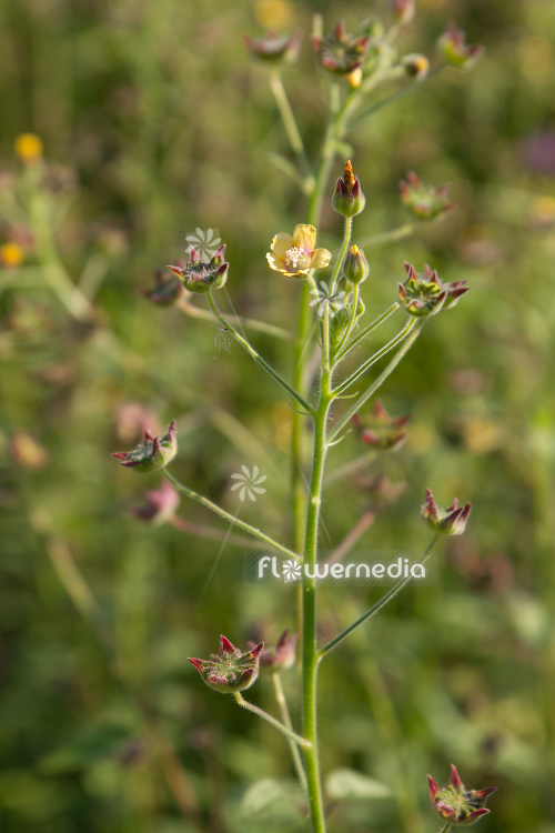 Anoda wrightii - Anoda (112246)