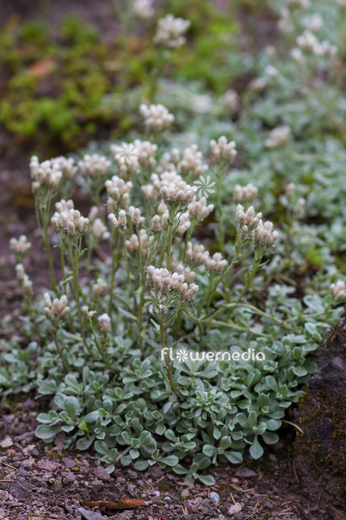 Antennaria parvifolia - Small-leaf pussytoes (112250)