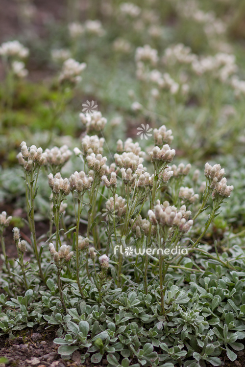 Antennaria parvifolia - Small-leaf pussytoes (112251)