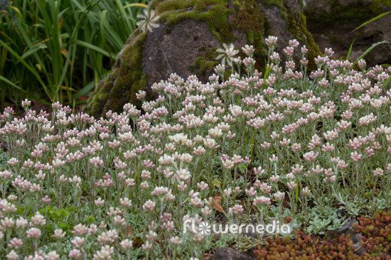 Antennaria parvifolia - Small-leaf pussytoes (112252)