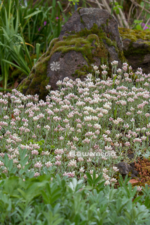 Antennaria parvifolia - Small-leaf pussytoes (112253)