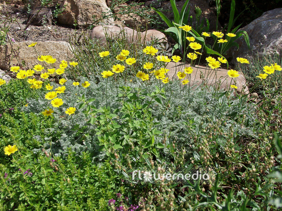 Anthemis marschalliana (100265)