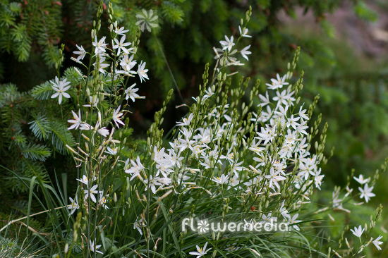 Anthericum liliago - St Bernard's lily (112283)