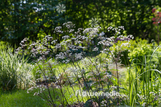Anthriscus sylvestris 'Ravenswing' - Red-leaved cow parsley (112301)