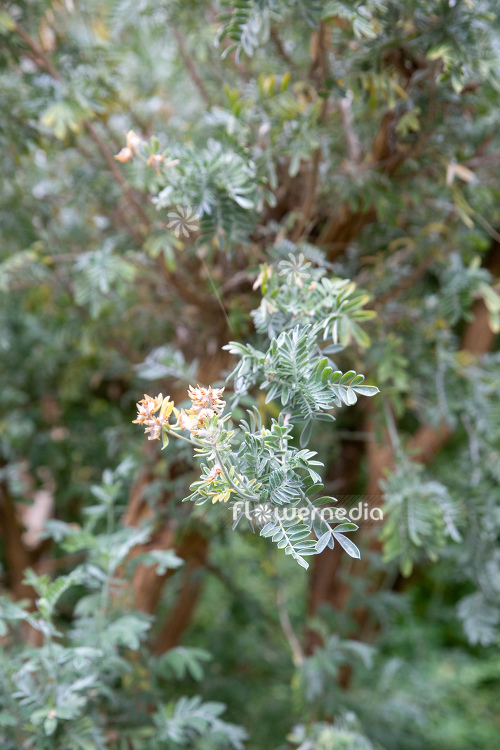 Anthyllis barba-jovis - Jove's beard (112304)