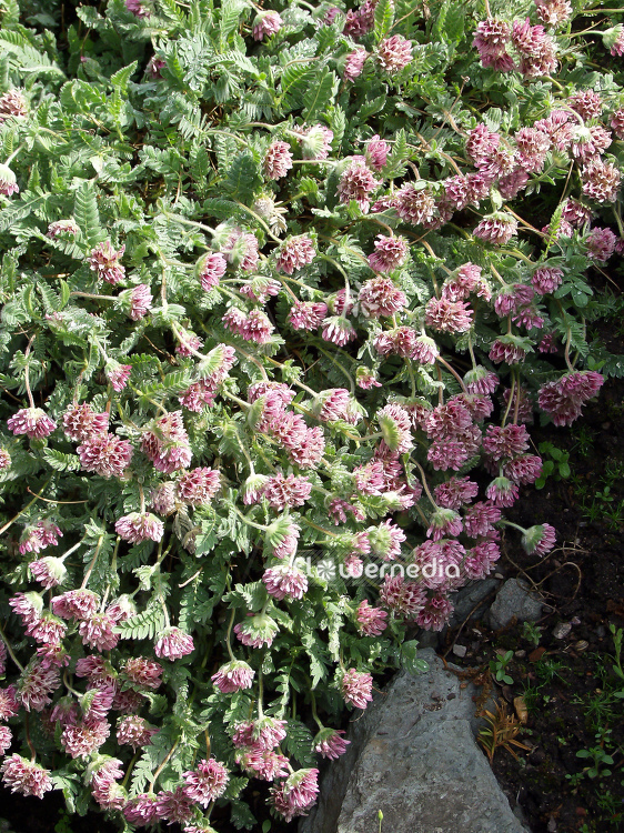 Anthyllis montana - Alps anthyllis (100271)
