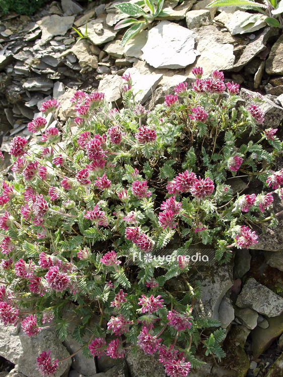 Anthyllis montana - Alps anthyllis (100273)