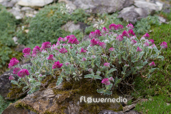 Anthyllis montana 'Rubra' - Alps anthyllis (112313)