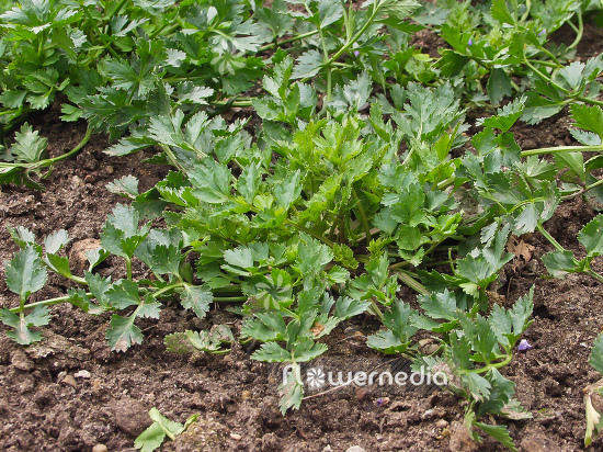 Apium graveolens var. graveolens - Celery root (100280)