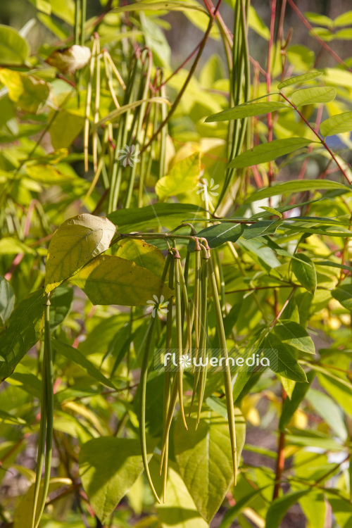Apocynum cannabinum - Dogbane (102483)