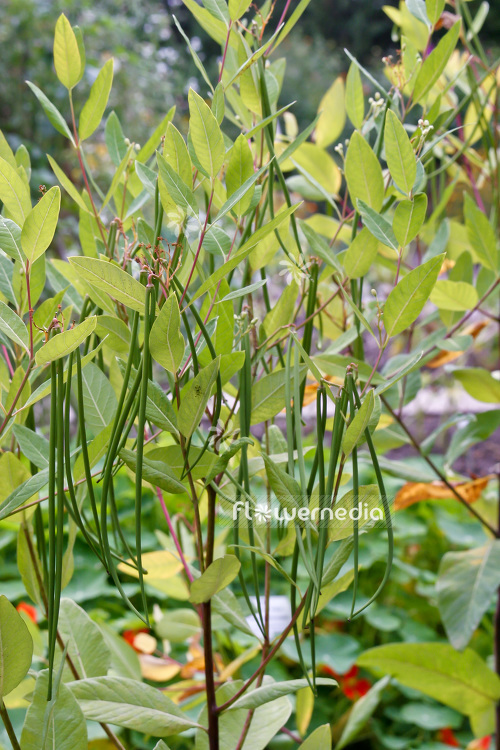 Apocynum cannabinum - Dogbane (102484)