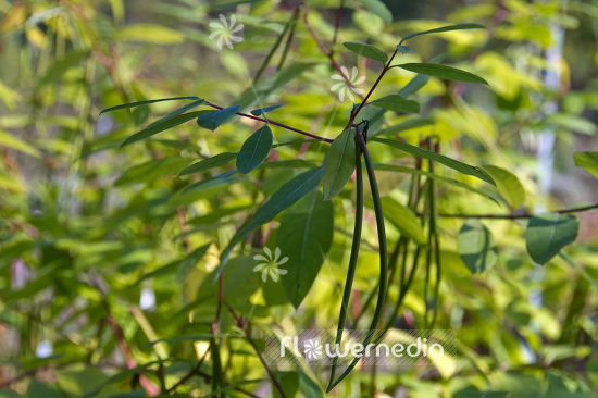 Apocynum cannabinum - Dogbane (102485)