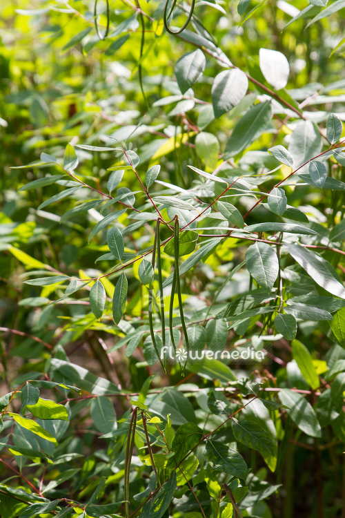 Apocynum cannabinum - Dogbane (112439)