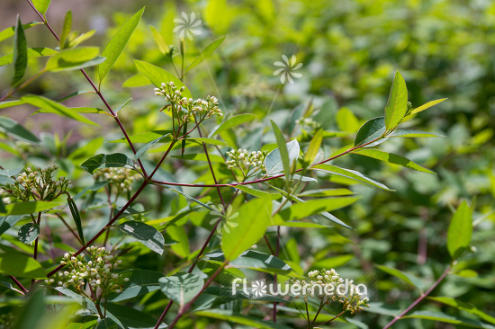 Apocynum cannabinum - Dogbane (112440)