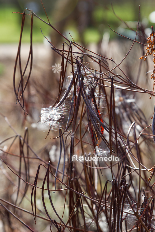 Apocynum cannabinum - Dogbane (112441)