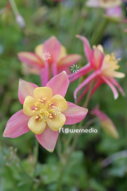 Aquilegia caerulea - Rocky Mountain columbine | Cultivar (112455)