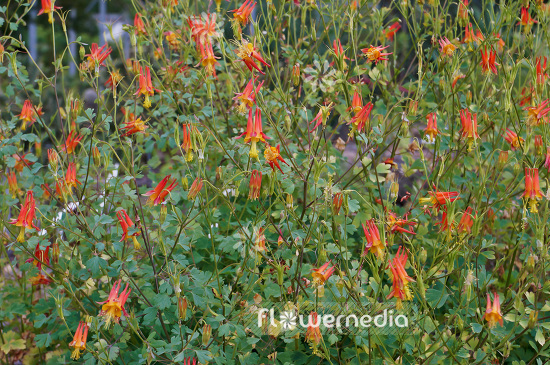 Aquilegia desertorum - Desert columbine (102487)