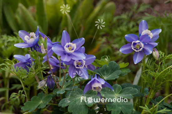 Aquilegia flabellata 'Ministar' - Fan-leaved columbine (102490)