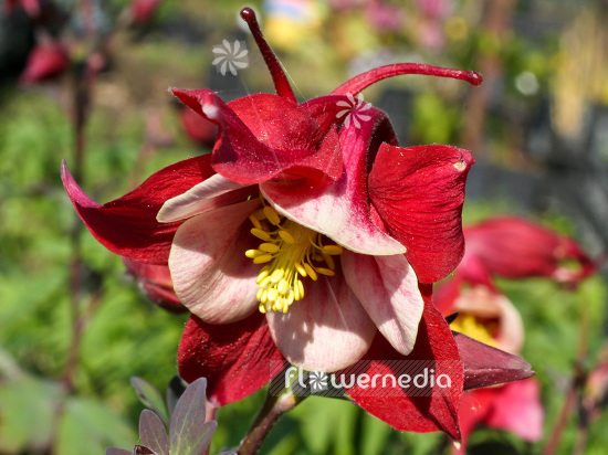Aquilegia 'Songbird Cardinal' - Columbine (Songbird Series) (102495)
