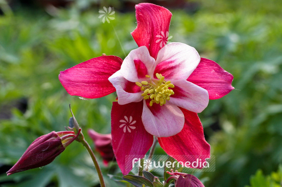 Aquilegia 'Songbird Cardinal' - Columbine (Songbird Series) (102496)