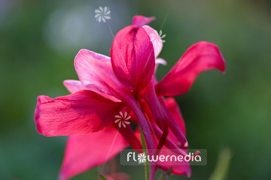 Aquilegia 'Songbird Cardinal' - Columbine (Songbird Series) (102498)