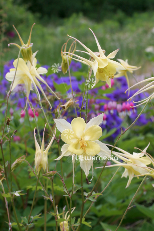 Aquilegia 'Songbird Goldfinch' - Columbine (Songbird Series) (102499)
