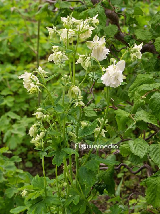 Aquilegia vulgaris var. flore-pleno - Double-flowered columbine (100291)