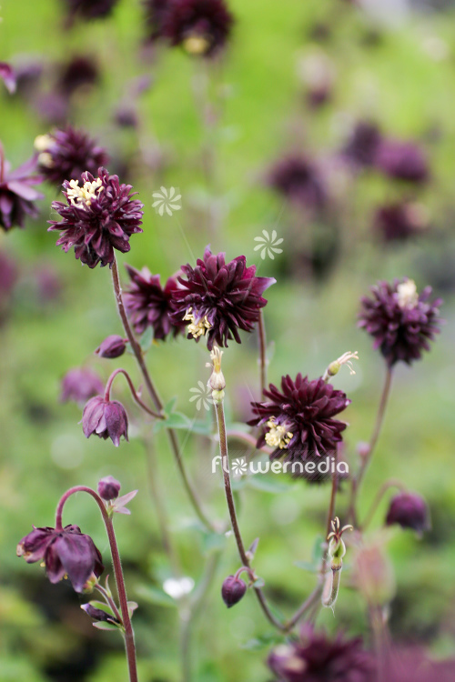 Aquilegia vulgaris var. stellata 'Black Barlow' - Double-flowered columbine (112494)