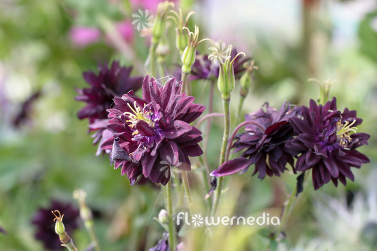 Aquilegia vulgaris var. stellata 'Black Barlow' - Double-flowered columbine (112495)